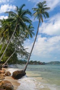 Haad Khom Beach, Koh Phangan, Strände, Coral Bay, Kokospalmen