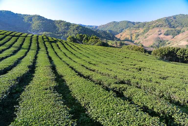 101 Teaplantation, Mae Salong, Teeplantage, Thailand, Teeanbaugebiet