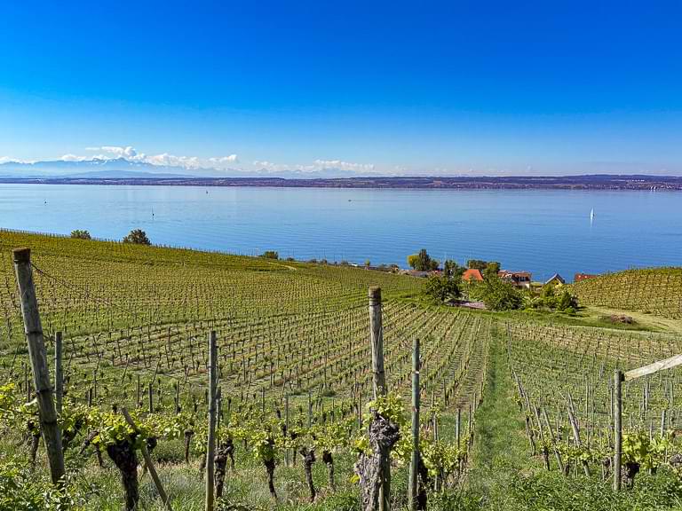 Fantastische Aussicht vom Meersburger Höhenweg auf den Bodensee und die Weinberge