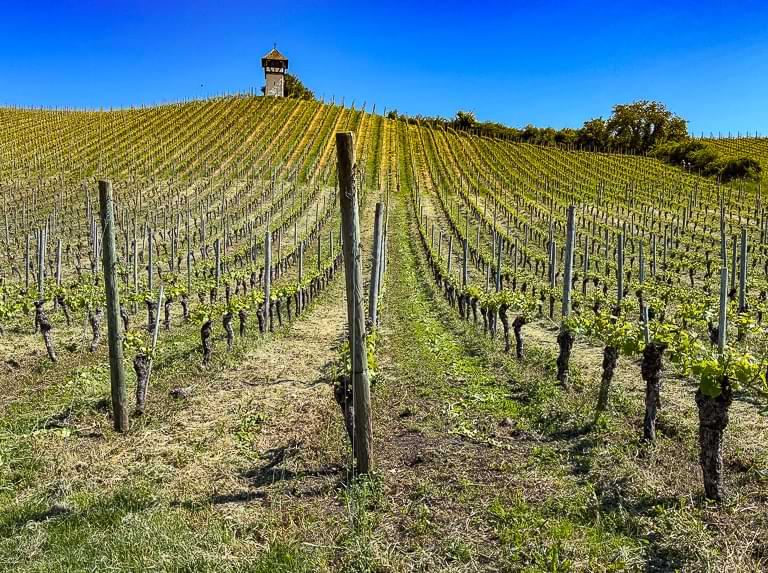 Aus den Weinbergen nahe Meersburg ragt in 440 Metern Höhe das so genannte Türmle empor