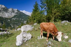 Grasende Kuh, Salet, Königssee, Obersee, Alpen