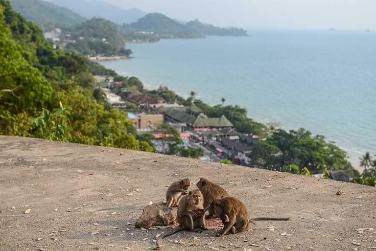 Affen, White Sand Beach View Point, Koh Chang