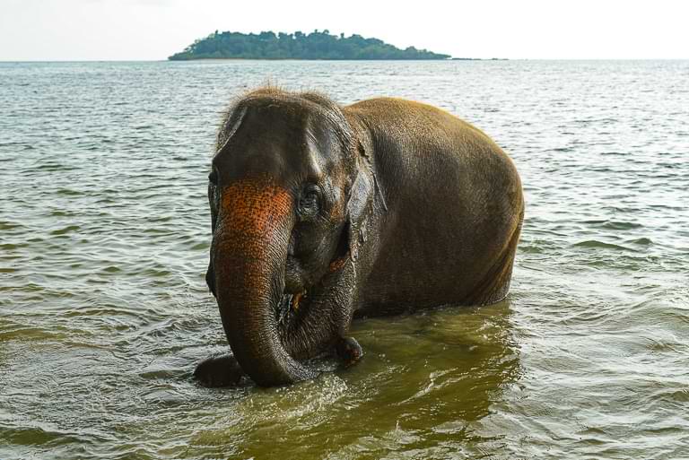 Elefant, Koh Chang, Thailand, Kai Bae Beach