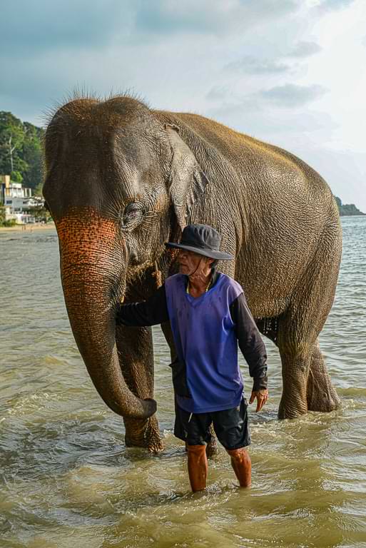 Elefant, Mahout, Kai Bae Beach, Koh Chang, Reisebericht