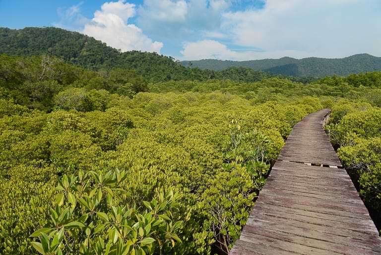 Salak Phet Mangrove Forest, Koh Chang, Steg, Mangrovenwald