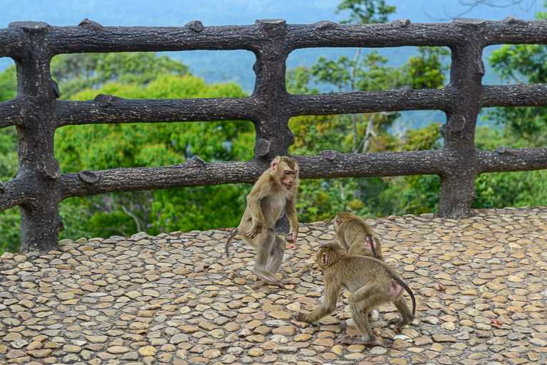 Affen, Pha Trom Chai Viewpoint, Khao Yai National Park, Thailand