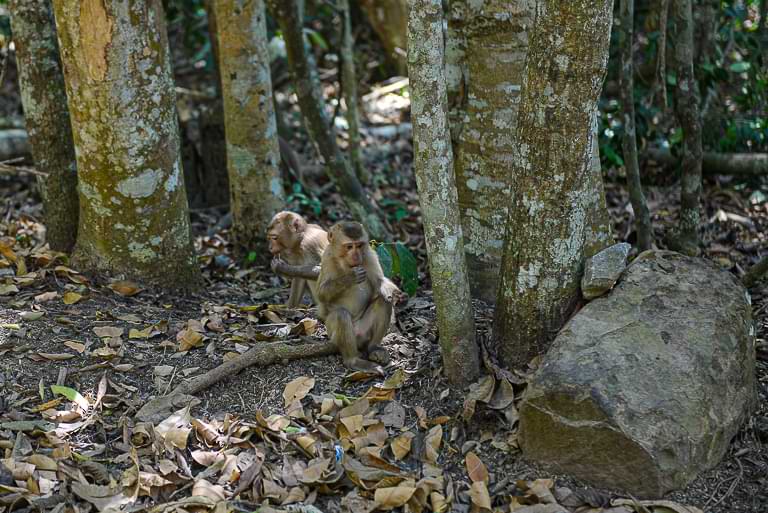 Affen, Visitor's Center, Khao Yai National Park, Thailand