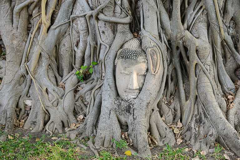Ayutthaya, Tempel, Buddha-Kopf, Baumwurzeln, Wat Mahathat