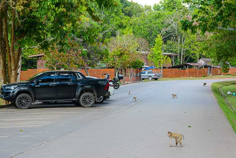Eine Horde Affen zieht über das Gelände, Khao Yai National Park, Thailand