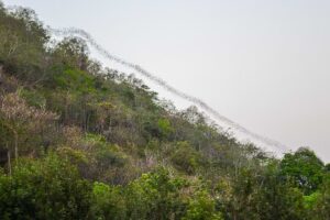 Fledermäuse fliegen aus einer Höhle, Khao Yai National Park, Thailand