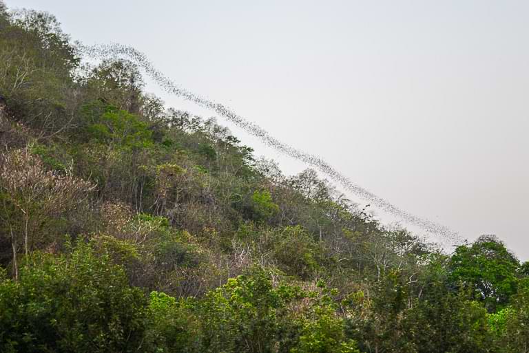 Fledermäuse fliegen aus einer Höhle, Khao Yai National Park, Thailand