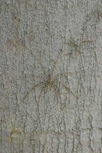 gut getarnte Spinne an einem Baum im Khao-Yai-Nationalpark in Thailand