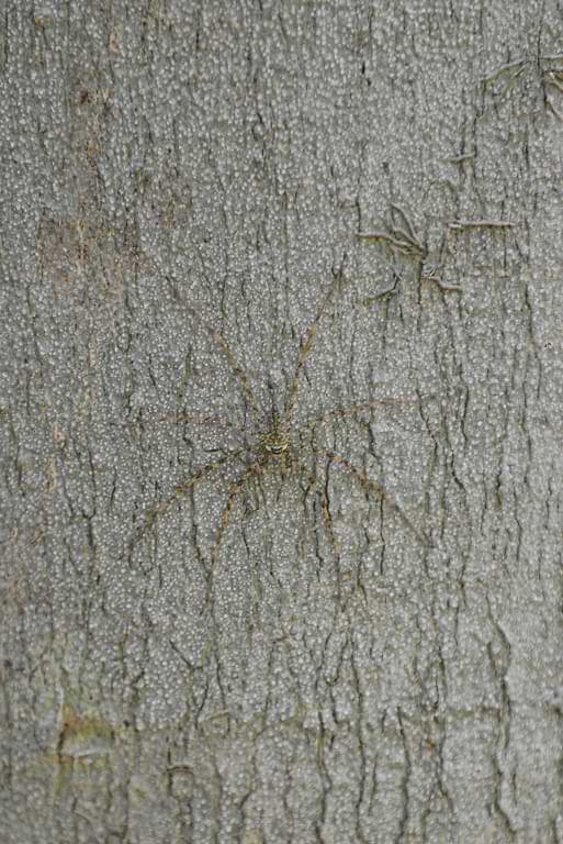 gut getarnte Spinne an einem Baum im Khao-Yai-Nationalpark in Thailand