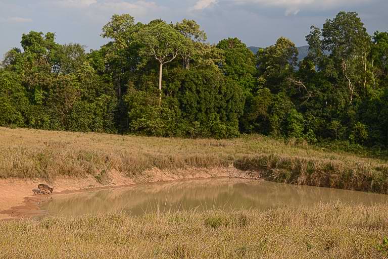 Hirsch trinkt an einem Wasserloch, Khao Yai National Park, Thailand