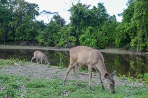 Hirschkühe, Lam Takhong Campsite, Khao Yai National Park, Thailand