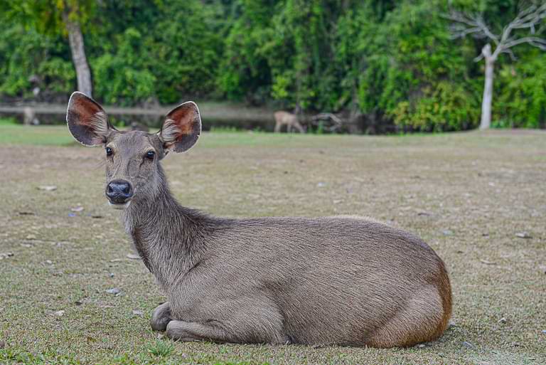 Hirschkuh, Lam Takhong Campsite, Khao Yai National Park, Thailand