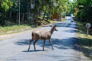 Hirschkuh, Straße, Visitor's Center, Khao Yai National Park, Thailand