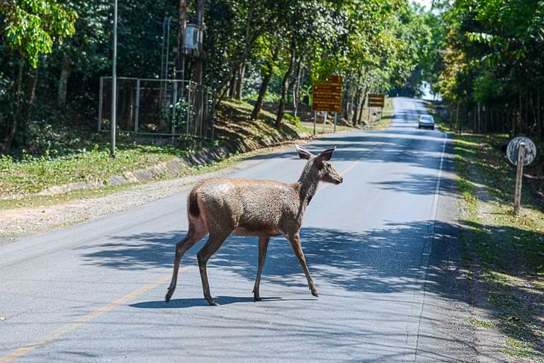 Hirschkuh, Straße, Visitor's Center, Khao Yai National Park, Thailand