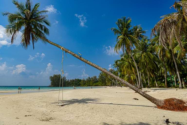 Khlong Hin Beach, Koh Kood, schräge Palme