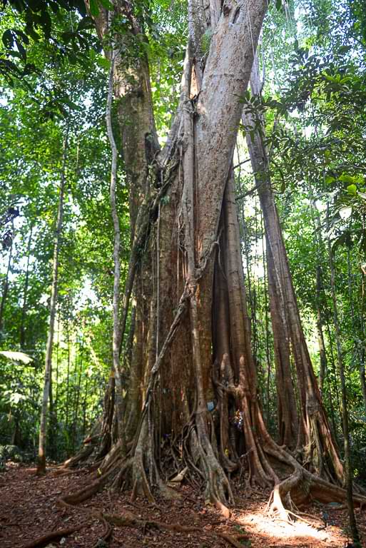 Makayuk Old Tree, Koh Kood, Sehenswürdigkeiten, jahrhundertealter Baum