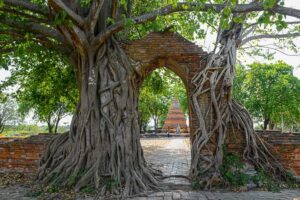Portal of Time, Ayutthaya, Wat Phra Ngam, Tempel, Baumwurzeln