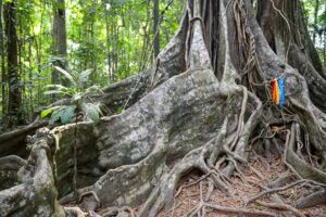 Sai Yai Big Chai Tree, Koh Kood, Sehenswürdigkeiten, jahrhundertealter Baum, Wurzel