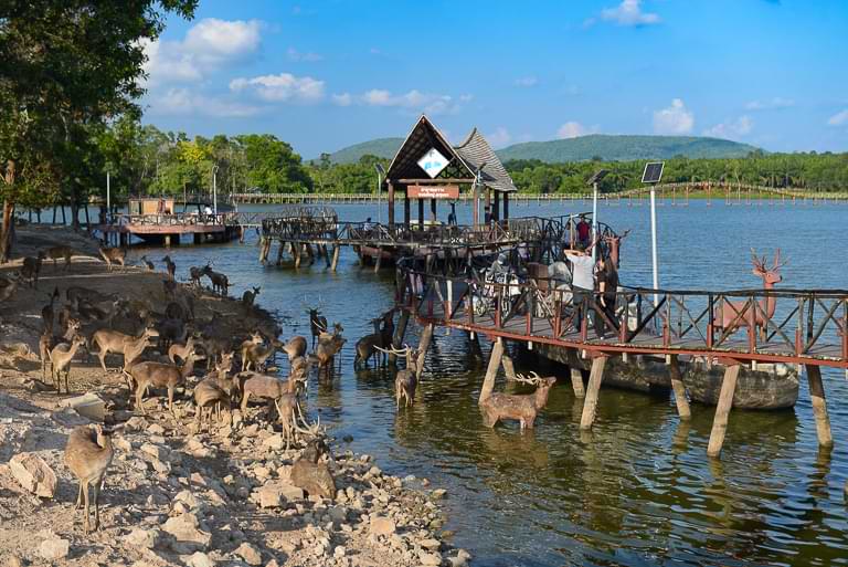 Suspension Bridge, Chumphon, Sehenswürdigkeiten, Holzbrücke, Hängebrücke, Hirsche