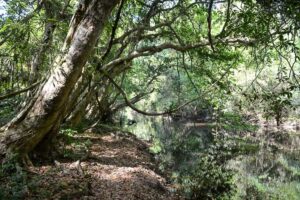 Urwald, Fluss, Khao Yai National, Park, Thailand
