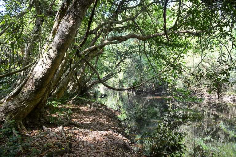 Urwald, Fluss, Khao Yai National, Park, Thailand