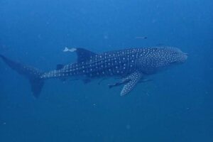 Walhai, Chumphon, Tauchen, New Chumphon Diving Center, Sarasin Sadakorn
