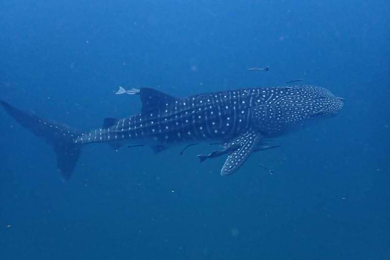 Walhai, Chumphon, Tauchen, New Chumphon Diving Center, Sarasin Sadakorn