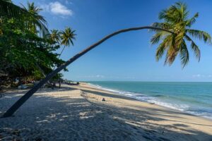Ao Tong Yee Beach, Khanom, Thailand, Palme