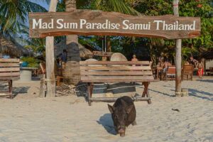 Koh Mat Sum, Pig Island, Schweineinsel, Koh Madsum, Tagesausflug, Koh Samui