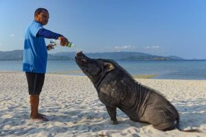 Schweine trinken, Koh Mat Sum, Pig Island, Schweineinsel, Koh Madsum, Tagesausflug, Koh Samui