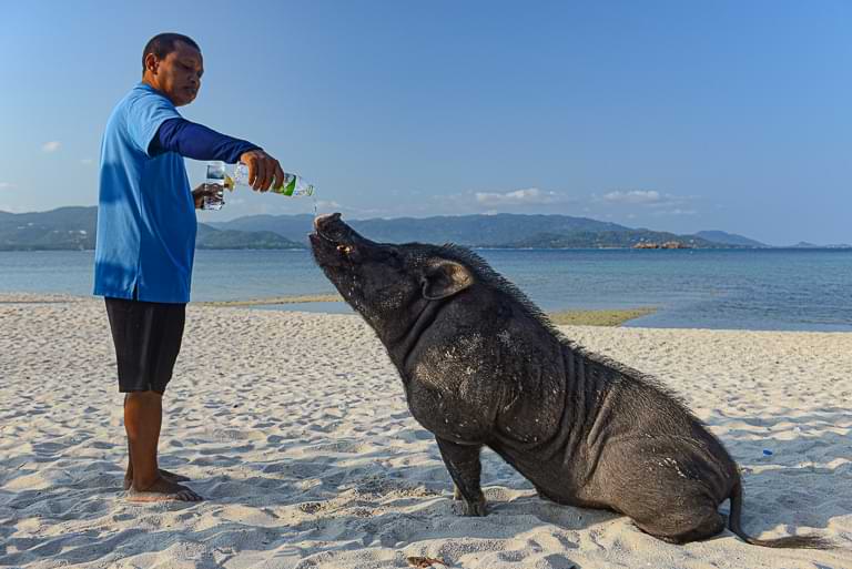 Schweine trinken, Koh Mat Sum, Pig Island, Schweineinsel, Koh Madsum, Tagesausflug, Koh Samui