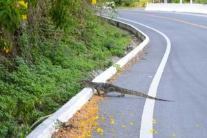 Waran, Khanom-Sichon-Road, Thailand