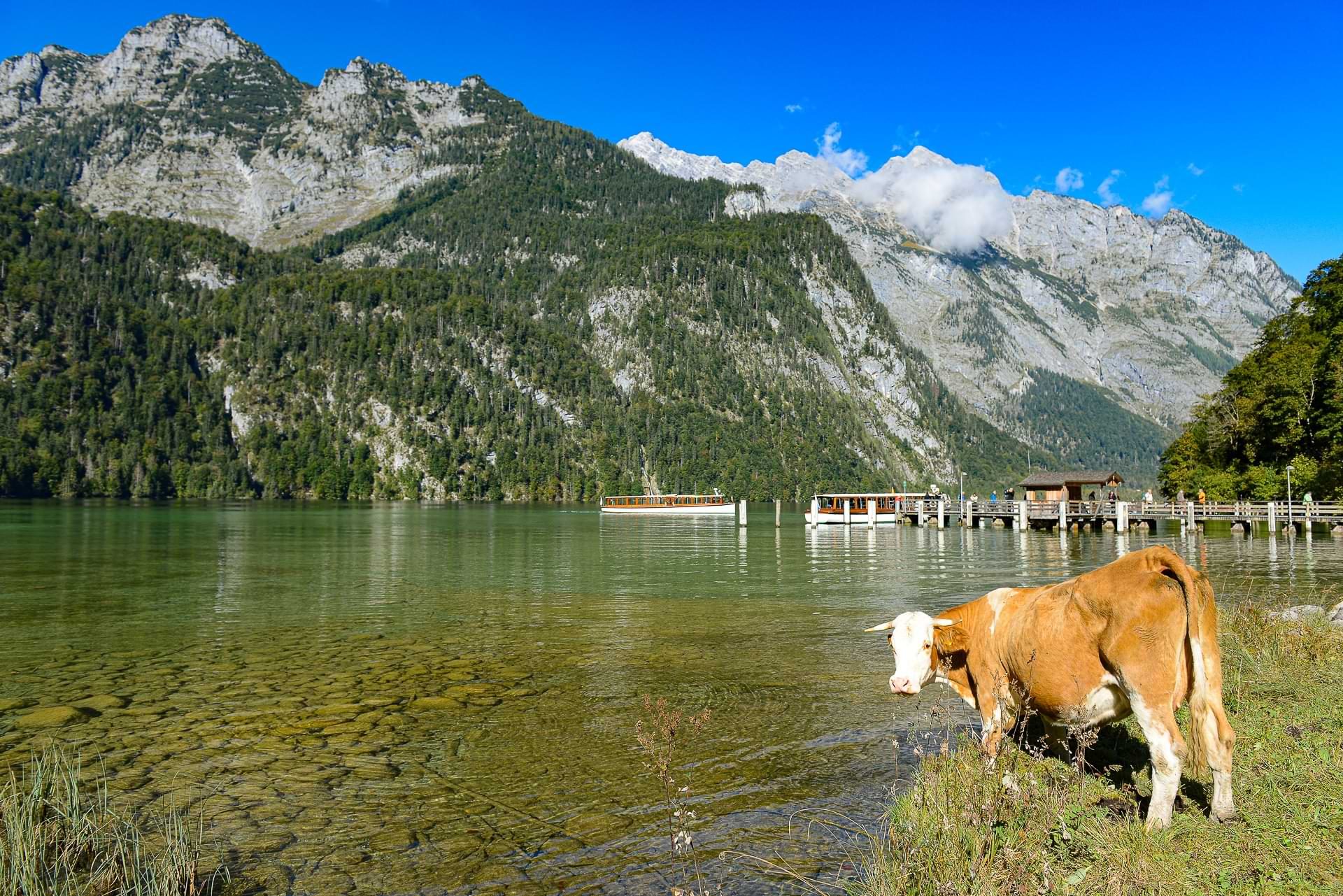 Königssee, Tagesausflug, Salet, Kuh, Berge, Alpen